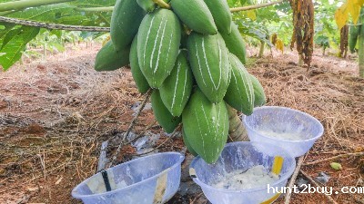 食品添加剂中酶制剂有哪些？