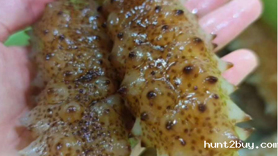 东恒华道海参脱皮专用酶应用技术研究开发项目顺利通过验收