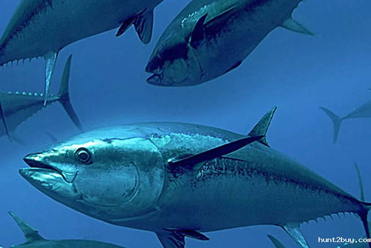 b59be3199f830f052ff475e7030a22cc