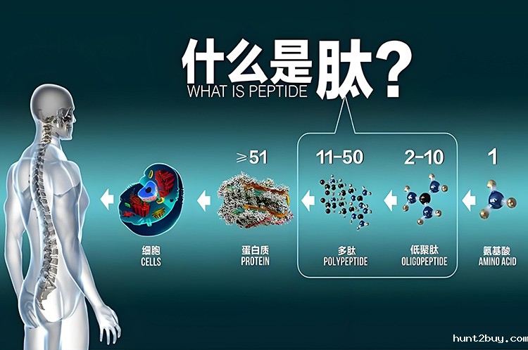蛋白多肽分子量