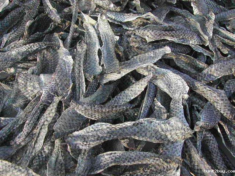 罗非鱼皮制备胶原蛋白肽原料