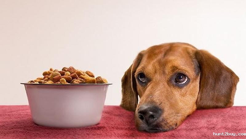 水解鸡肝粉做宠物诱食剂
