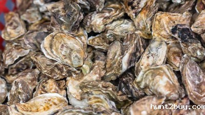 牡蛎酶解生产牡蛎肽口服液工艺