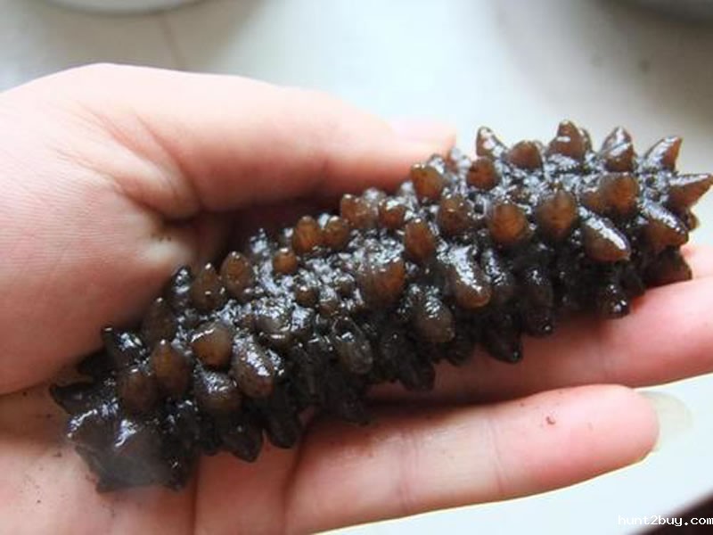 北冰洋海域的冰岛海参