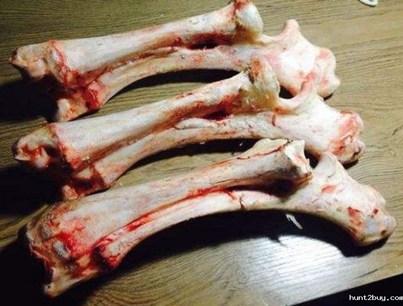 动物骨头1
