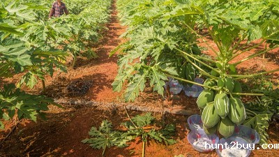 使用木瓜蛋白酶的注意事项